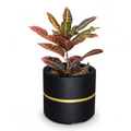 Moscato planters by Avantika's Garden