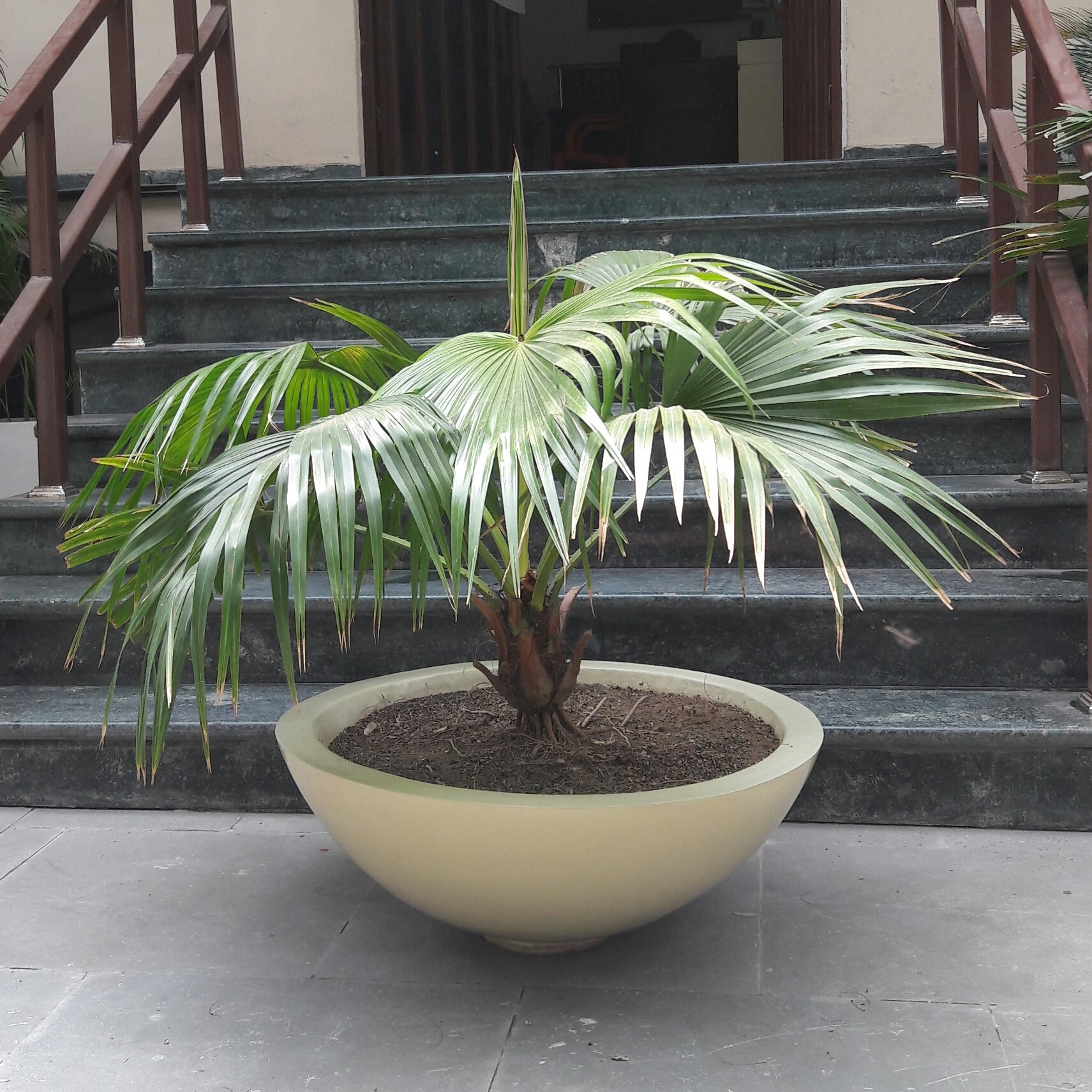 Bowls 30" & 36"