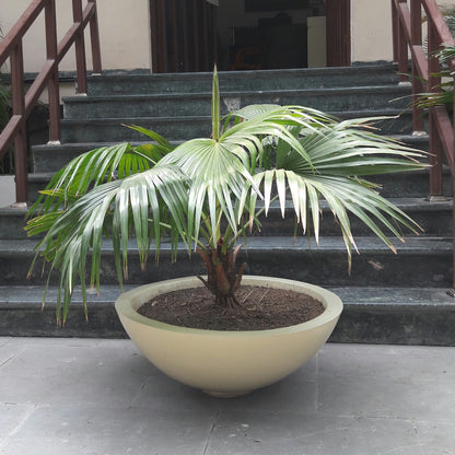 Bowls 30" & 36"