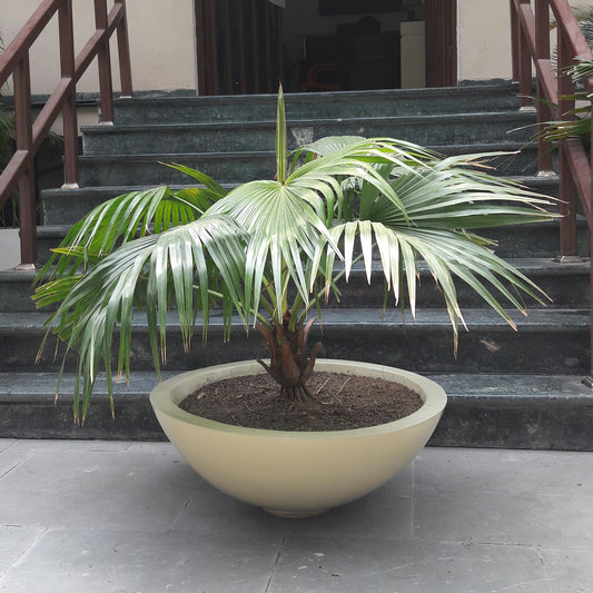 Bowls 30" & 36"