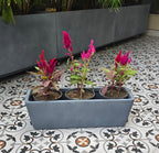 Veneto planters