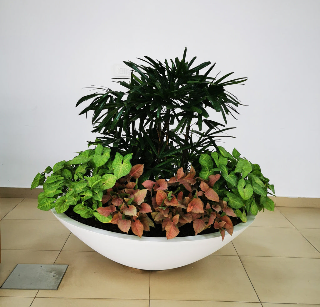 Big Bowl 48" x 15"
