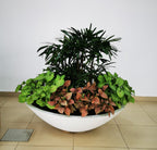 Big Bowl 48" x 15"