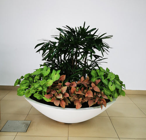 Big Bowl 48" x 15"