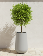 Syrah (slim) planters