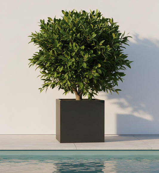 Cube planters 30"+