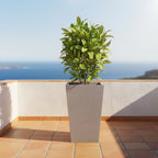 Seasons planter by Avantika's Garden
