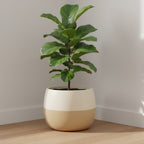 Venus planters by Avantika's Garden