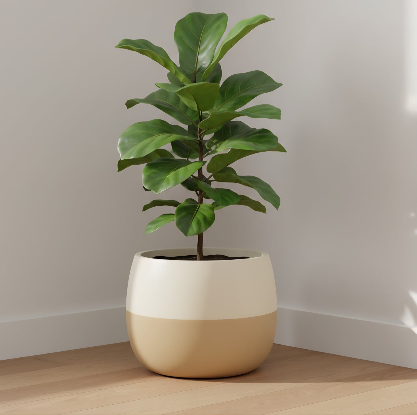 Venus planters by Avantika's Garden