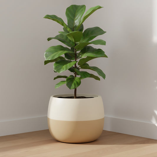 Venus planters by Avantika's Garden
